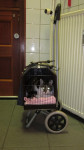 Floor,Cypertje met wit E.K.,poes van 14 jaar, heeft 2 jaar geleden een ongeluk gehad, maar heeft nog last van haar rug.